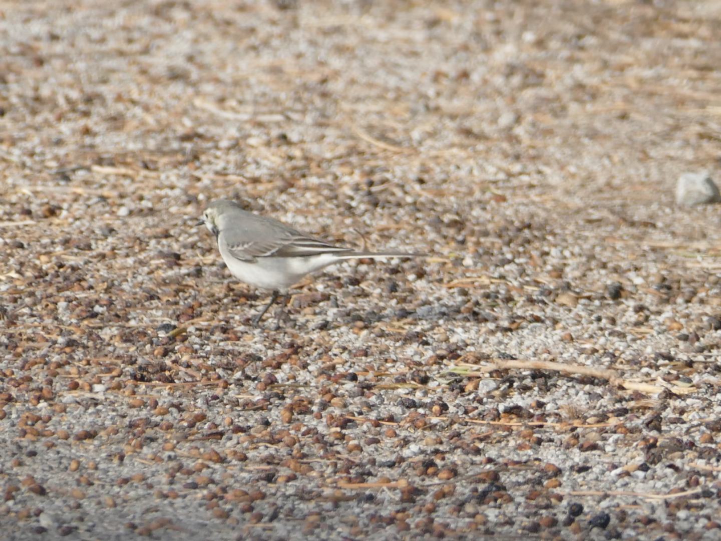 Conferma Ballerina bianca ssp alba